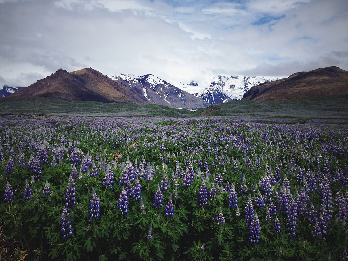 Capture the Beauty of Nature