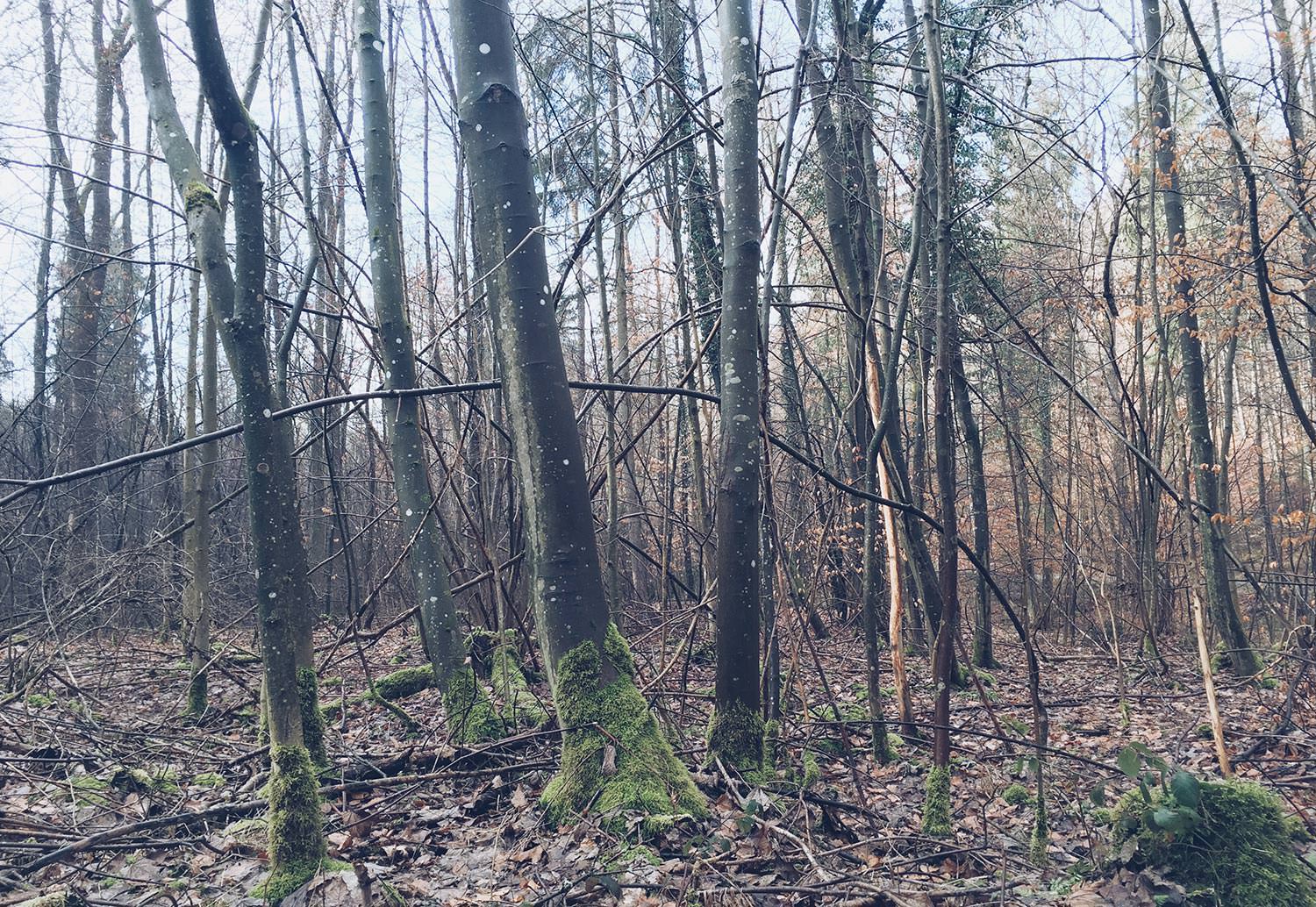 A Dreamy Forest Walk